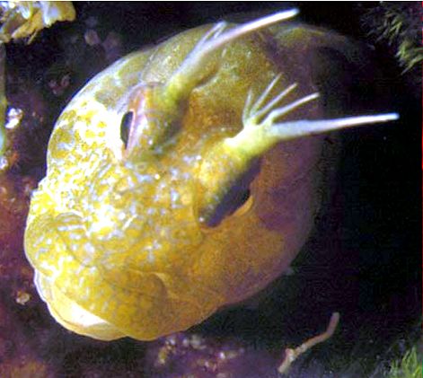 Parablennius incognitus_001234